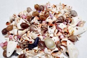 Sea Shells